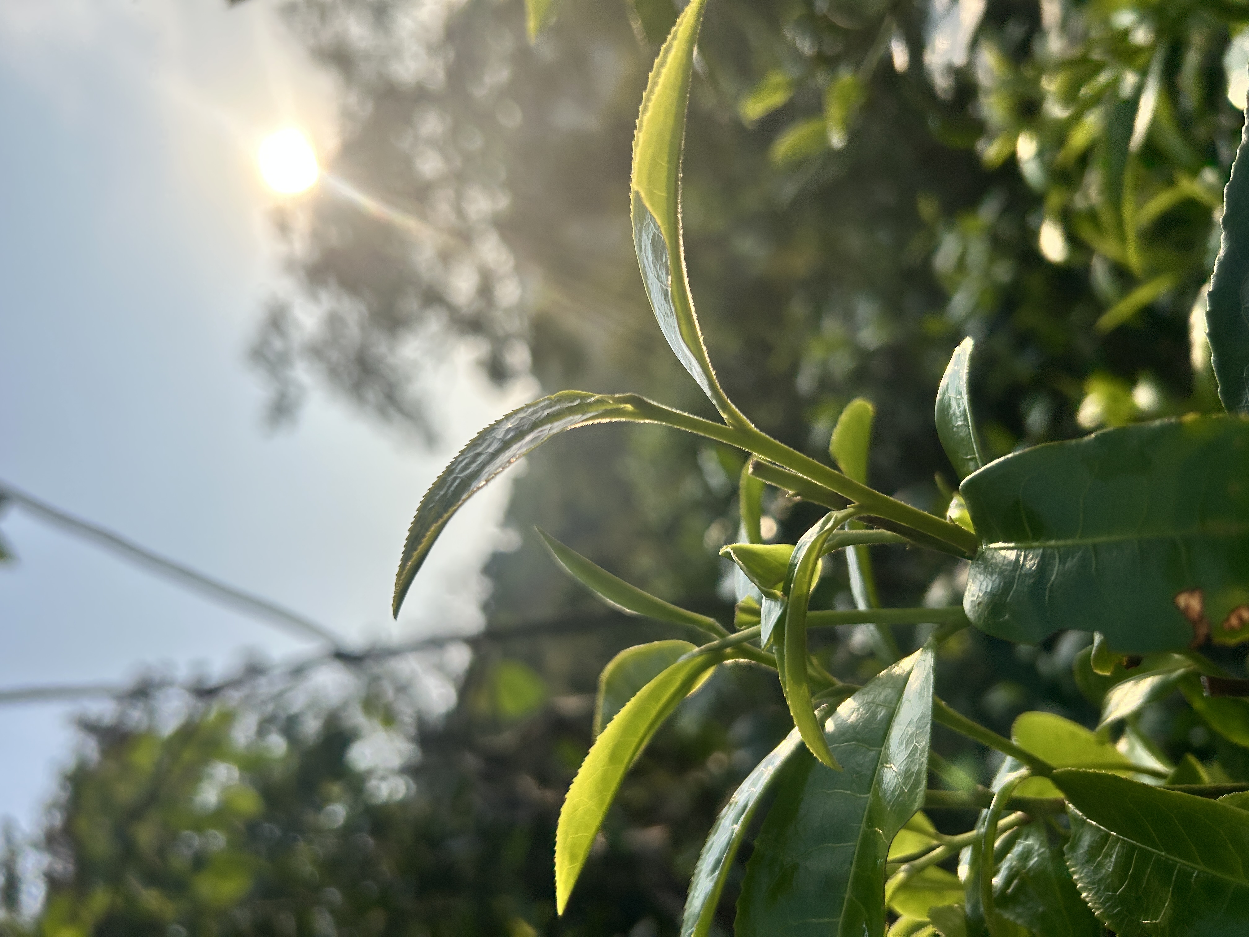 Fresh ancient tea shoots at sunrise on Nannuo Mountain, Yunnan – Lanyue Tea