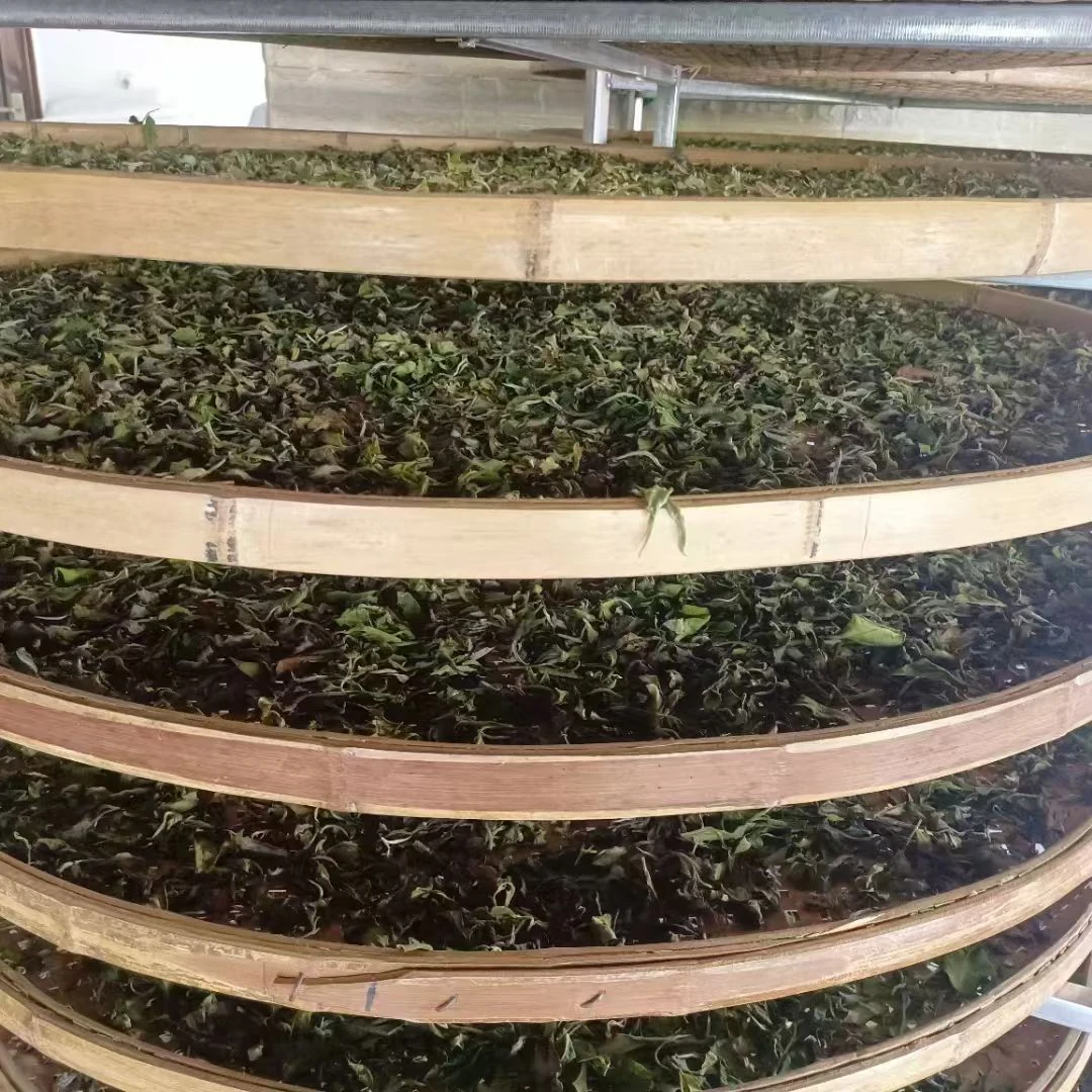Nannuo Mountain Raw Pu-erh Tea – product detail 2 – Lanyue Tea